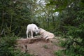 Arctic wolves Royalty Free Stock Photo