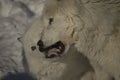 Arctic wolves Royalty Free Stock Photo