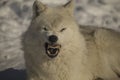 Arctic wolves