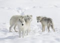 Arctic wolves Canis lupus arctos isolated on white background standing in the winter snow in Canada Royalty Free Stock Photo