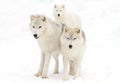 Arctic wolves (Canis lupus arctos) isolated on white background walking in the winter snow in Canada Royalty Free Stock Photo