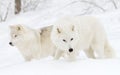 Arctic wolves (Canis lupus arctos) isolated on white background walking in the winter snow in Canada Royalty Free Stock Photo