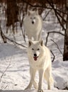 Arctic Wolves in winter Royalty Free Stock Photo