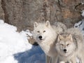 Arctic wolves in winter