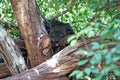 Arctictis binturong bearcat Royalty Free Stock Photo