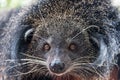 Close up Arctictis binturong Royalty Free Stock Photo