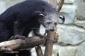 Arctictis binturong exotic animal Royalty Free Stock Photo