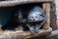 Arctictis binturong Royalty Free Stock Photo