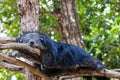 Arctictis binturong sleep on branch