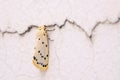 Arctiidae moth Royalty Free Stock Photo