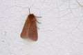 Arctiidae moth Royalty Free Stock Photo