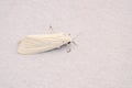 Arctiidae moth Royalty Free Stock Photo