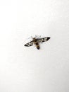 Arctiidae tiger moth with white background Royalty Free Stock Photo