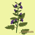 Arctium, burdock. Illustration of a plant in a vector with flower for use in the cooking of medicinal herbal tea.