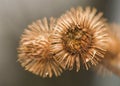 Arctium lappa