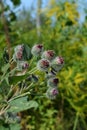 Arctium lappa. Burdock grows in the garden. Medical herbal plant