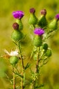 Arctium lappa, Royalty Free Stock Photo