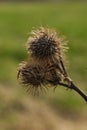 Arctium lappa, commonly called greater burdock, gob?, edible burdock, lappa, beggar\'s buttons, thorny burr, or happy major