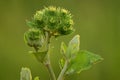 Arctium lappa (greater burdock) buds