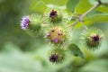 Arctium lappa or greater burdock flower Royalty Free Stock Photo