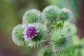 Arctium lappa, greater burdock flowers closeup selective focus Royalty Free Stock Photo