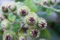 Arctium lappa, greater burdock flowers closeup selective focus Royalty Free Stock Photo