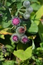 Arctium lappa. Pink flowers of prickles of burdock. Medical herbal plant