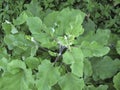 Arctium lappa plant close up Royalty Free Stock Photo