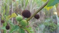 Arctium minus, commonly known as lesser burdock, little burdock, louse-bur, common burdock, button-bur, cuckoo-button, or wild rhu