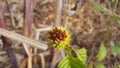 Arctium minus, commonly known as lesser burdock, little burdock, louse-bur, common burdock, button-bur, cuckoo-button, or wild rhu