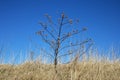 Arctium minus lesser burdock against blue sky in springtime