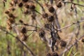 Arctium minus, lesser burdock dried flowers