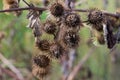 Arctium minus, lesser burdock dried flowers