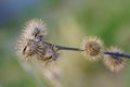 Arctium minus, lesser burdock dried flowers in the springtime. Macro