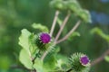 Arctium minus, lesser burdock flowers closeup selective focus