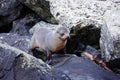 Fur seal puppy at Milford Sound, New Zealand Royalty Free Stock Photo