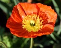 Arctomecon merriamii, red poppy from above
