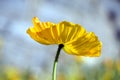 Arctomecon merriamii, yellow poppy close-up from below