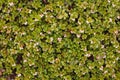 Arctostaphylos uva ursi flowering Royalty Free Stock Photo