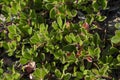 Arctostaphylos uva ursi growing near Eldborg crater near Borgarnes South Iceland