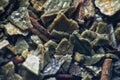 Arctostaphylos uva-ursi herb repertory