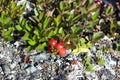 Arctostaphylos uva-ursi low shrub, also known as Kinnikinnick or bearberry