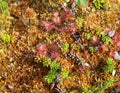 Arctostaphylos uva-ursi low shrub, also known as Kinnikinnick or bearberry