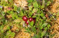 Arctostaphylos uva-ursi low shrub, also known as Kinnikinnick or bearberry