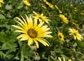 Arctotheca calendula or capeweed bright yellow flowers Royalty Free Stock Photo