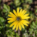 Arctotheca calendula flower