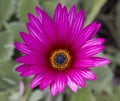 Arctotis Flower Royalty Free Stock Photo