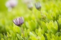 Arctotis grandis. Flowers, petal.