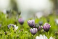 Arctotis grandis. Flowers, petal.