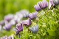 Arctotis grandis. Flowers, petal.